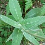 Cirsium heterophyllum Leaf