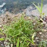 Cyperus hortensis 形态