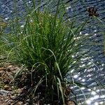 Cyperus ligularis Hábito