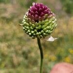 Allium sphaerocephalonЦвят