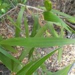 Acacia auriculiformis Folha