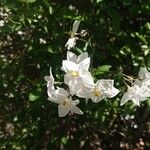 Solanum laxum Flower