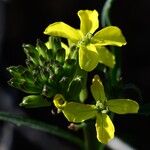 Erysimum rhaeticum Flower