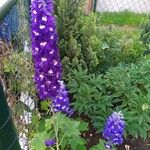 Delphinium ajacis Хабит