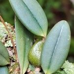 Bulbophyllum oxychilum Foglia