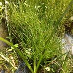 Eleocharis parvula Plante entière