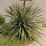 Dasylirion texanum Habit