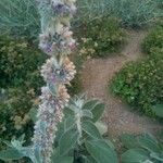 Stachys byzantina Flower