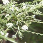 Euploca filiformis Flower