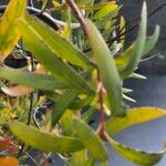 Hakea salicifolia Blatt