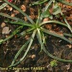 Littorella uniflora Habit