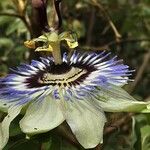 Passiflora edulis Blüte