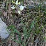 Lathyrus pannonicus ശീലം