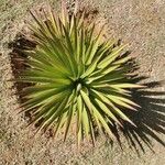 Yucca schidigera Frunză