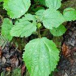 Boehmeria japonica Feuille