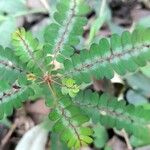 Phyllanthus niruri Leaf