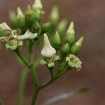Voacanga africana Blomma