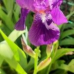 Iris ensata Floro