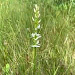 Platanthera × hybrida