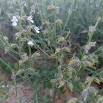 Salvia aegyptiaca फूल