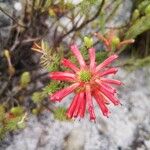 Erica abietina 花