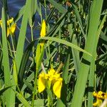 Iris pseudacorus Žiedas