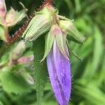 Campanula trachelium Blomma