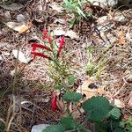 Salvia roemeriana Hábito