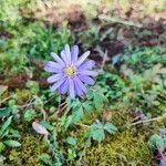 Anemone blanda Flor