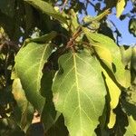 Ficus sur Blad