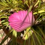 Tillandsia cyanea Kwiat
