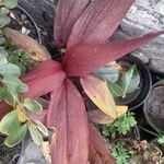 Canna indicaList