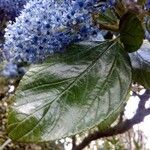 Ceanothus arboreus Liść