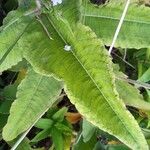 Rubrivena polystachya Blad