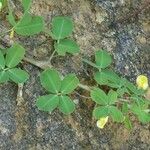 Arachis hypogaea Blatt