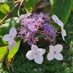 Hydrangea aspera Flor