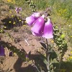 Digitalis thapsi Flower