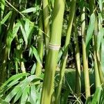 Phyllostachys aurea Corteza