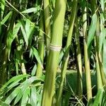 Phyllostachys aurea Corteccia