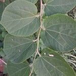 Grewia asiatica Leaf