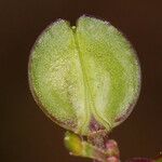 Lepidium nitidum Fruit