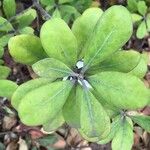 Pittosporum ralphii Leaf