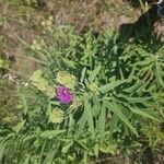 Vernonia arkansana Flower