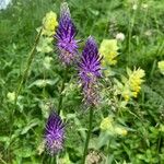 Phyteuma betonicifolium Flor