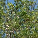 Prunus dulcis Habit