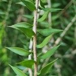 Melaleuca styphelioides Blad