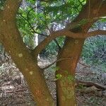 Caesalpinia echinata Corteza