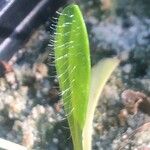 Carthamus caeruleus 葉