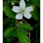 Rubus flagellaris ഇല