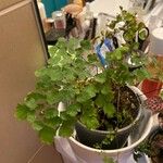 Adiantum capillus-veneris 葉